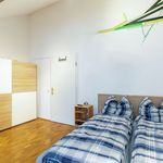 Rent 1 bedroom apartment of 38 m² in Dresden