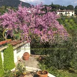 Rent 13 bedroom house of 700 m² in Fiesole