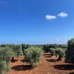 Affitto 3 camera casa di 60 m² in Ostuni