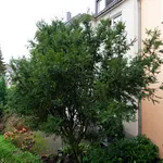 Rent 2 bedroom apartment of 50 m² in Essen