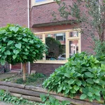 Rent 3 bedroom apartment of 88 m² in Groningen