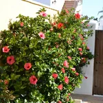 Rent 1 bedroom apartment of 35 m² in Cadiz']