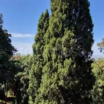 Rent 3 bedroom apartment of 112 m² in Castel Gandolfo