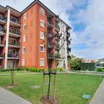 Rent 1 bedroom apartment in Albert-Eden