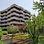 Rent 2 bedroom apartment of 45 m² in Monza