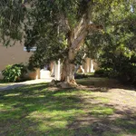 Rent 1 bedroom apartment in / Glyde Street, MOSMAN PARK