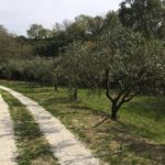 Affittasi Villa, CASALE IMMERSO NELLA CAMPAGNA LOCALITA' PAGLIERINI - Annunci Sacrofano (Roma) - Rif.572627