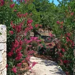 Rent 5 bedroom house of 230 m² in Ostuni