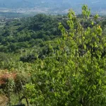 Rent 3 bedroom apartment of 70 m² in Civitella d'Agliano