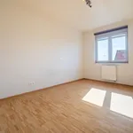 Rent 1 bedroom apartment in Kruishoutem