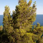 Rent 1 bedroom apartment in Sanremo