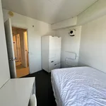 Rent 1 bedroom apartment in Auckland