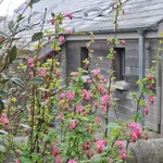 Rent 3 bedroom house in Wales