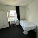 Rent 1 bedroom apartment in Auckland