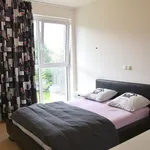 Rent 2 bedroom apartment in Gullegem